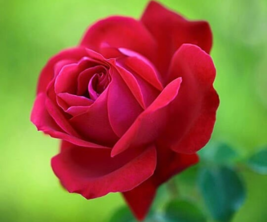 گل رز گراندیفلورا